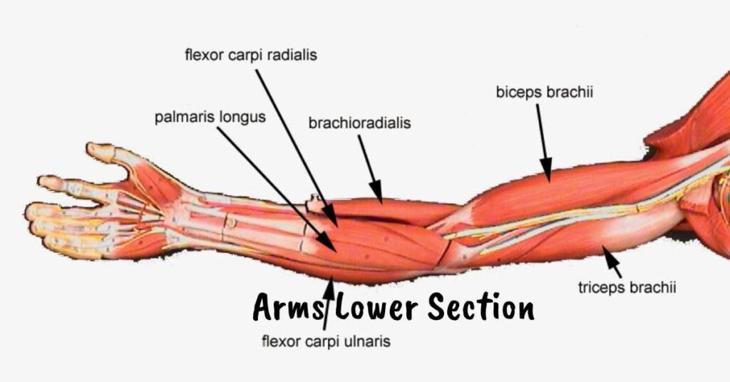 arms-lower-section