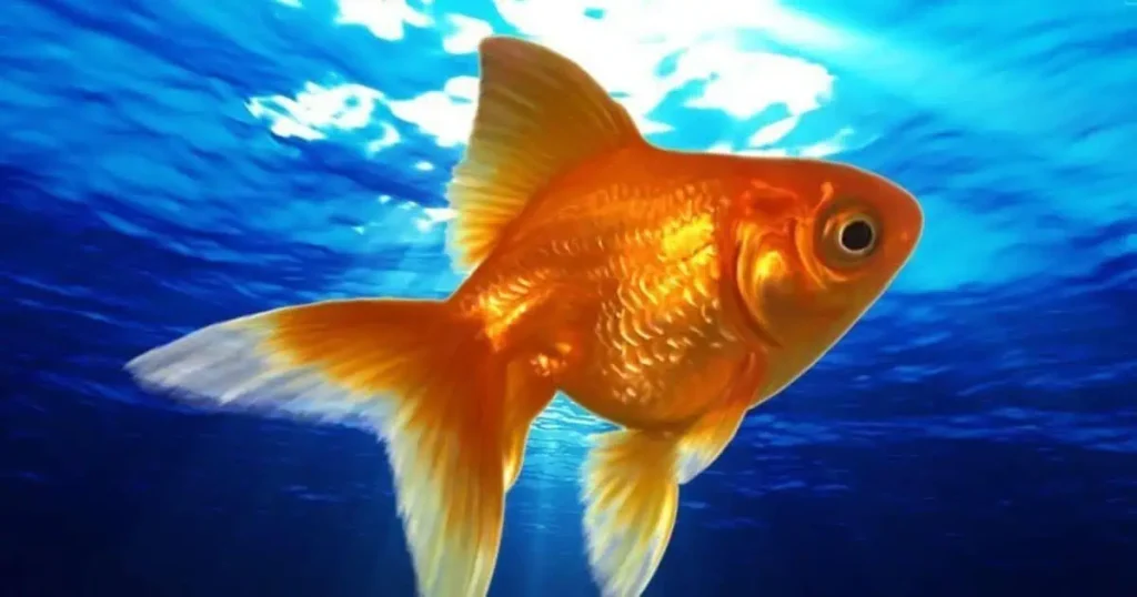 HD wallpaper featuring vibrant goldfish, showcasing a 6 inches long goldfish swimming gracefully in a serene aquatic setting.