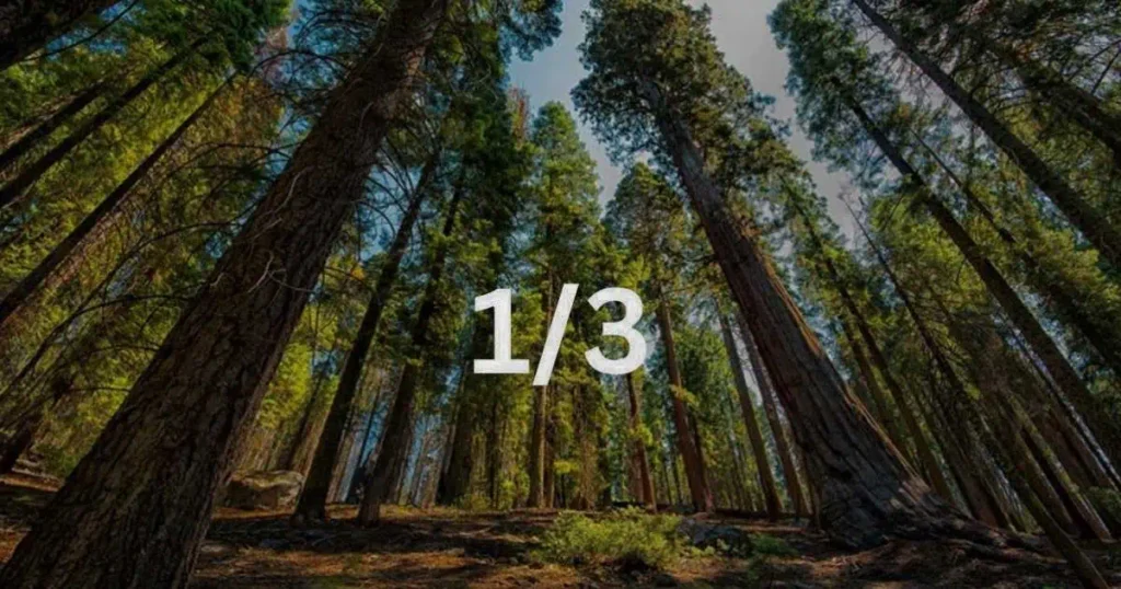 A solitary number 1 stands amidst a lush forest of 80 feet long 1/3 Sequoias, symbolizing nature's grandeur.