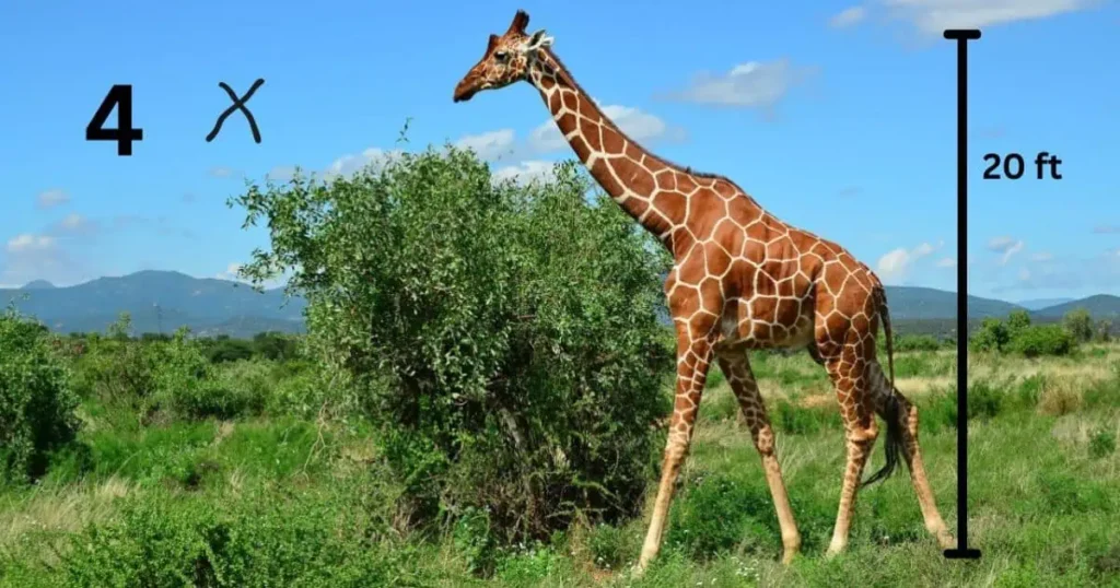 A giraffe standing in grass, measuring 4 feet, part of a group of 80 feet long Four Giraffes in their natural habitat.
