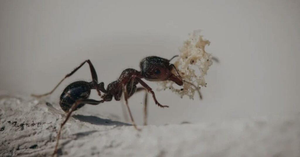  A 2mm ant transporting a small piece of food on its back, showcasing its strength and determination in foraging.
