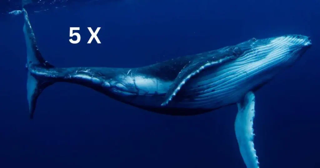 A humpback whale swims in the ocean, accompanied by the text "5 Blue Whales 500 ft size" above it.