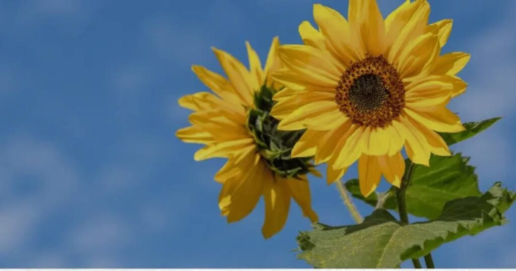 A vibrant sunflower against a clear blue sky, symbolizing growth and vitality, with a focus on 2mm seeds.