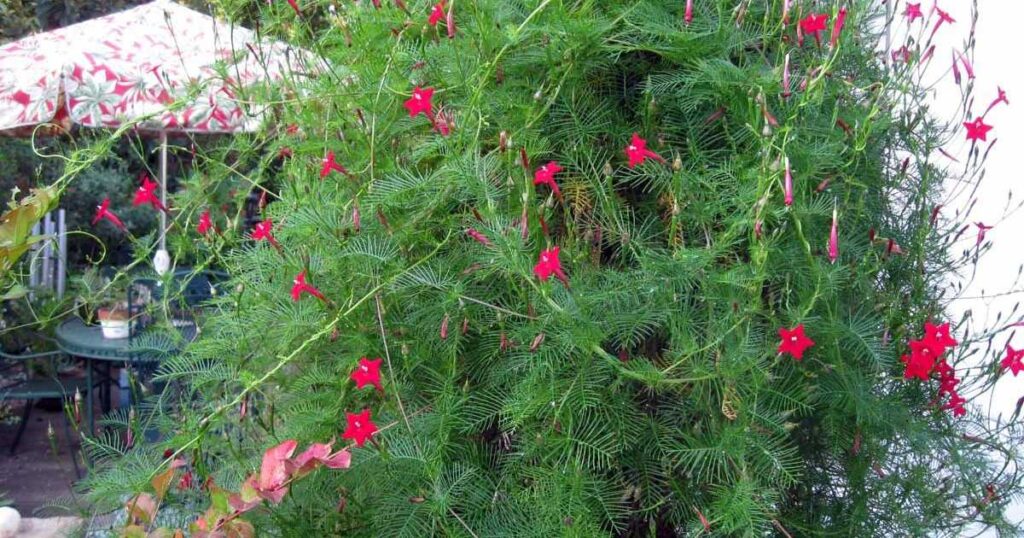 cypress-vine