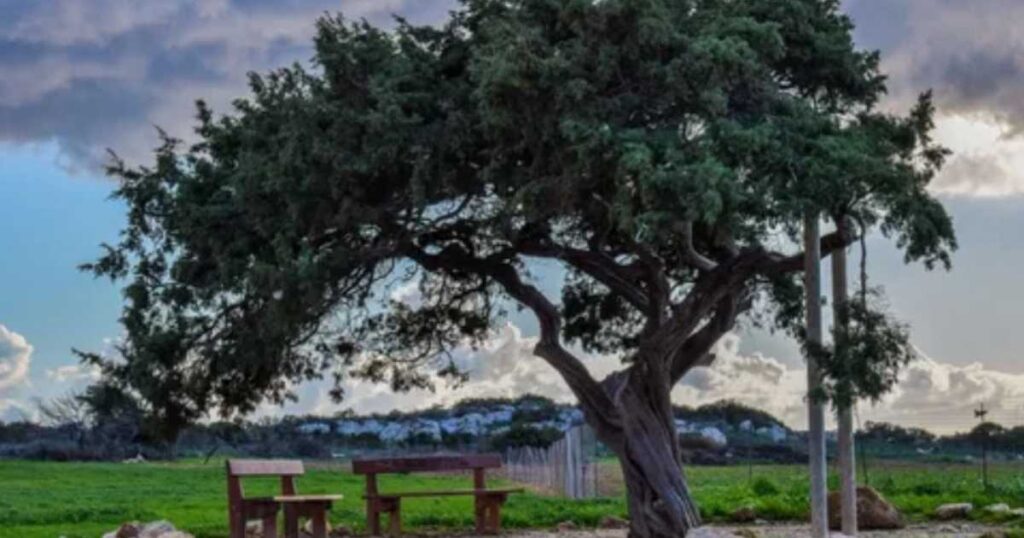 two-cyprus-trees