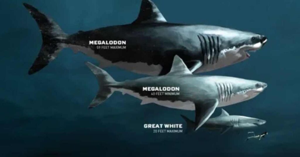 two-megalodons